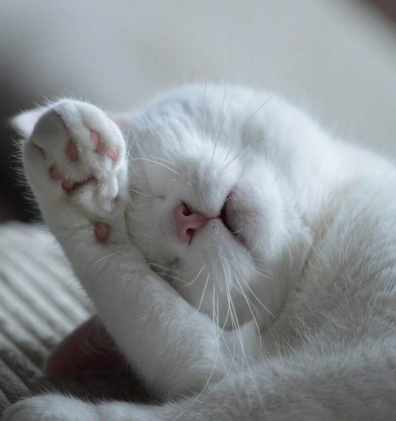 animal, cat, feline-800760.jpg