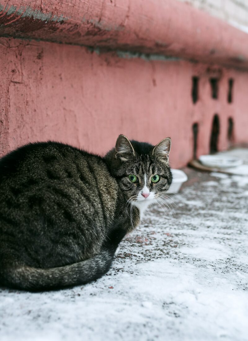 Why Do Cats Loaf?