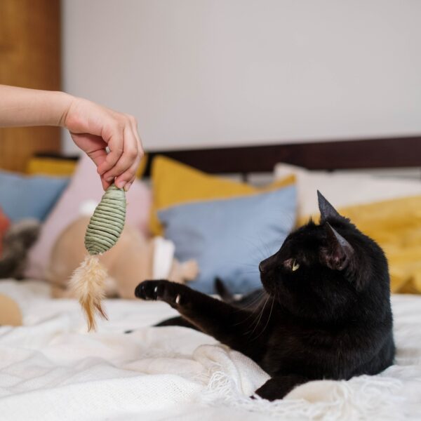 Best Interactive Cat Toys: Fun Ways to Keep Your Cat Busy