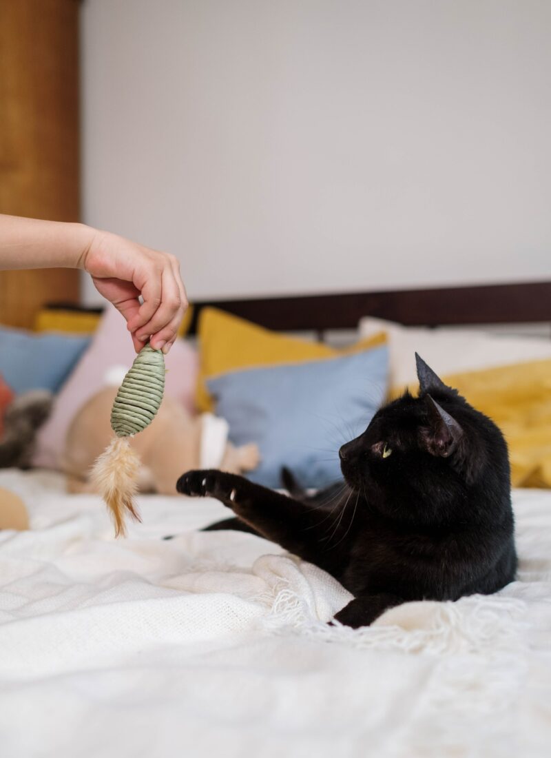 Best Interactive Cat Toys: Fun Ways to Keep Your Cat Busy