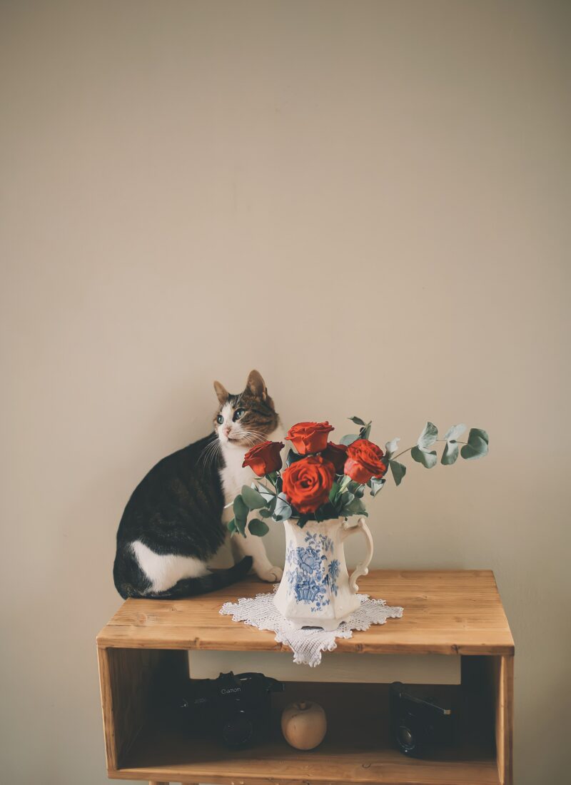 Are Roses Toxic to Cats?